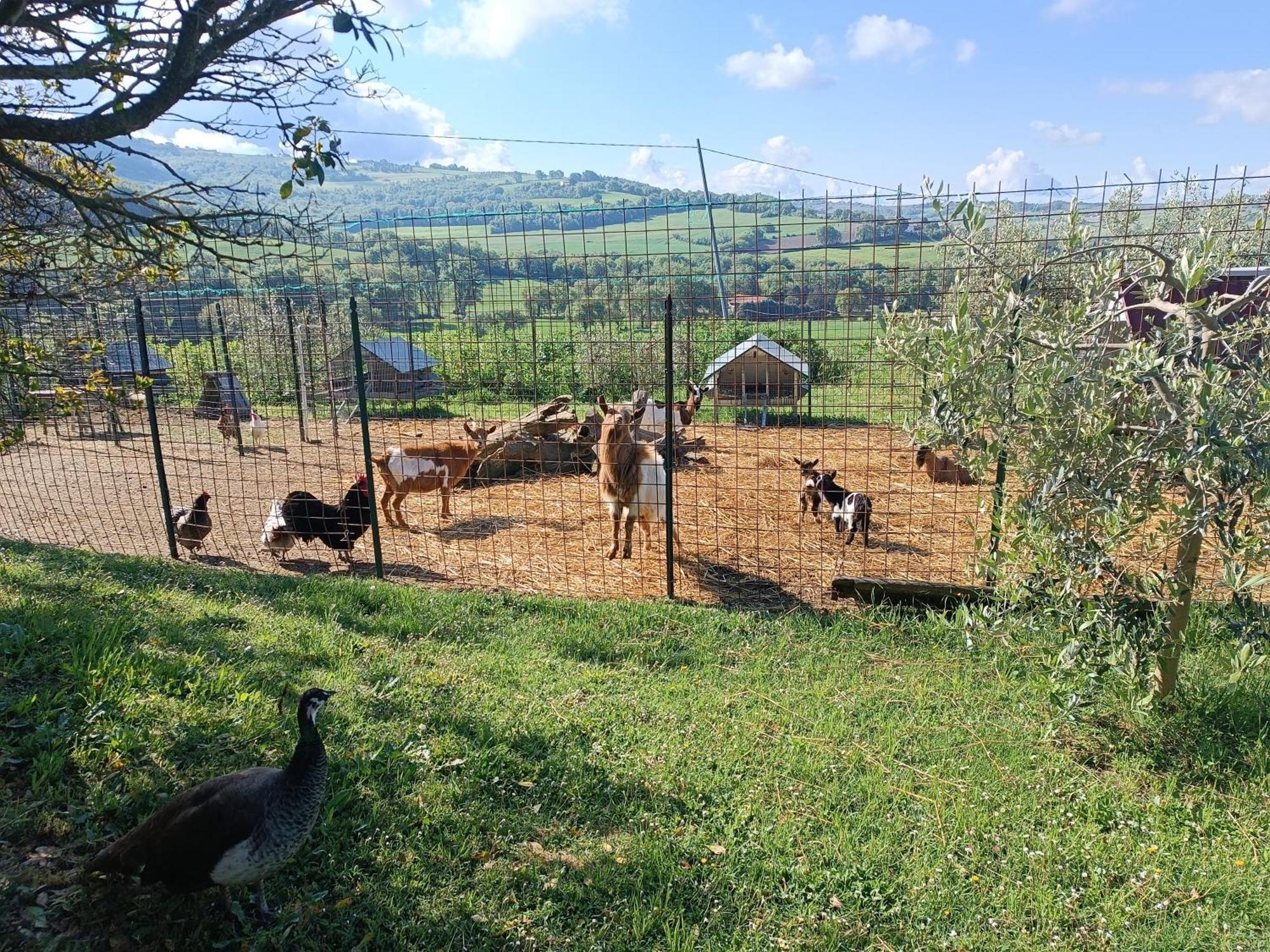 فيلا La Piccola Fattoria تودي المظهر الخارجي الصورة